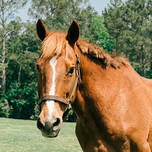 Boo Radley - Horse