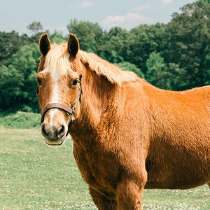 Corduroy - Horse