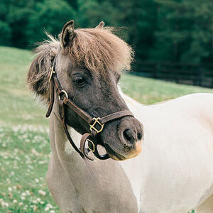 Tiger Lily - Horse